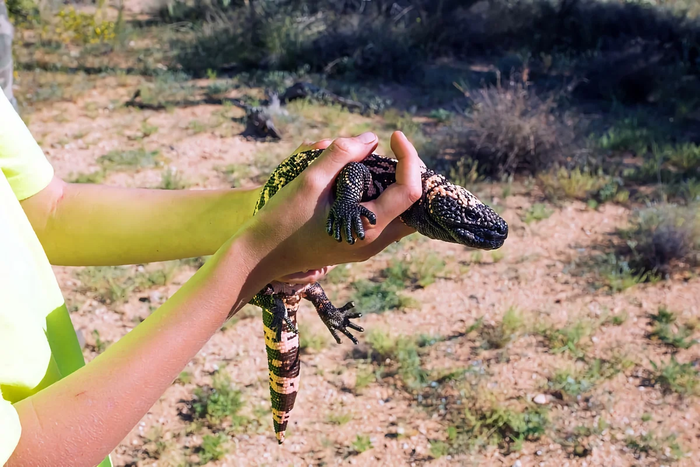 1626768304152269234 Мы как двухголовый ядовитый ящер