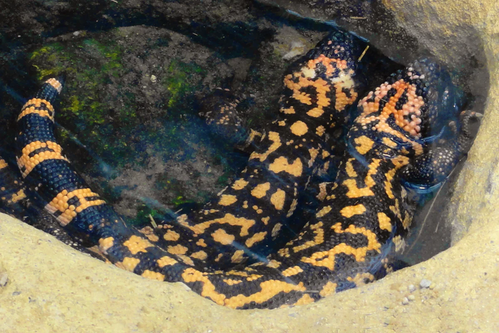 1626768834134782787 Мы как двухголовый ядовитый ящер