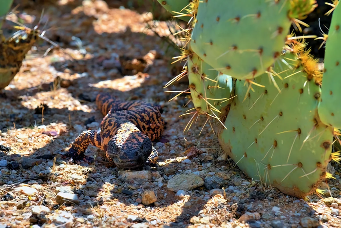 1626769030115644382 Мы как двухголовый ядовитый ящер