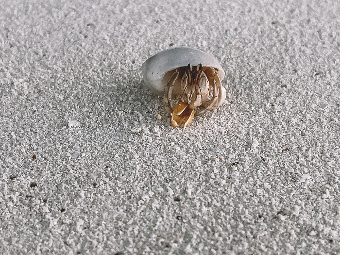 Рак-отшельник