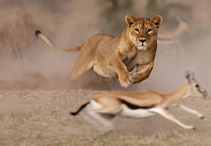 Attack - Lioness, Big cats, Cat family, Predator, Africa, Serengeti, Tanzania, Hunting, , Gazelle, a lion, The photo