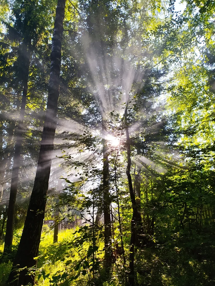 sun in the forest - My, Forest, Nature, The sun, Mobile photography