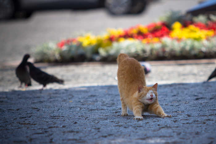 ������� �������