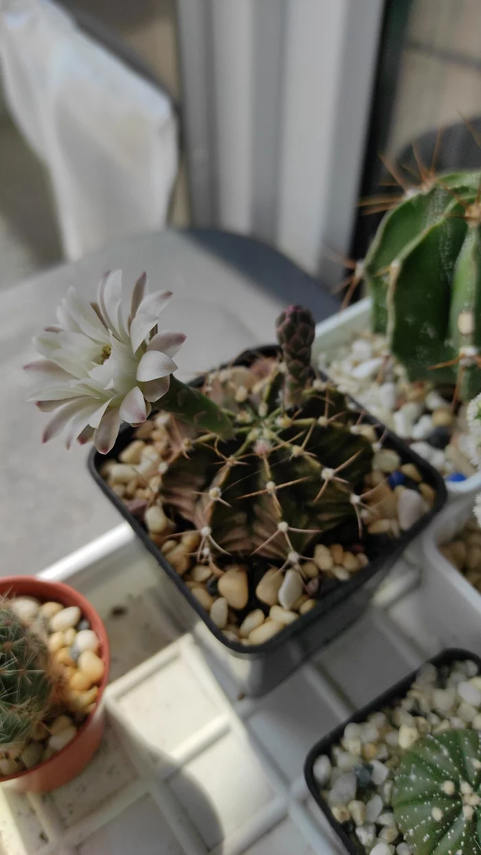 Gymnocalycium bloomed - My, Blooming cacti, Houseplants, Cactus, Longpost