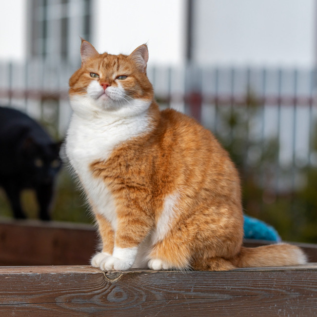 Ginger! - My, cat, Redheads, Longpost