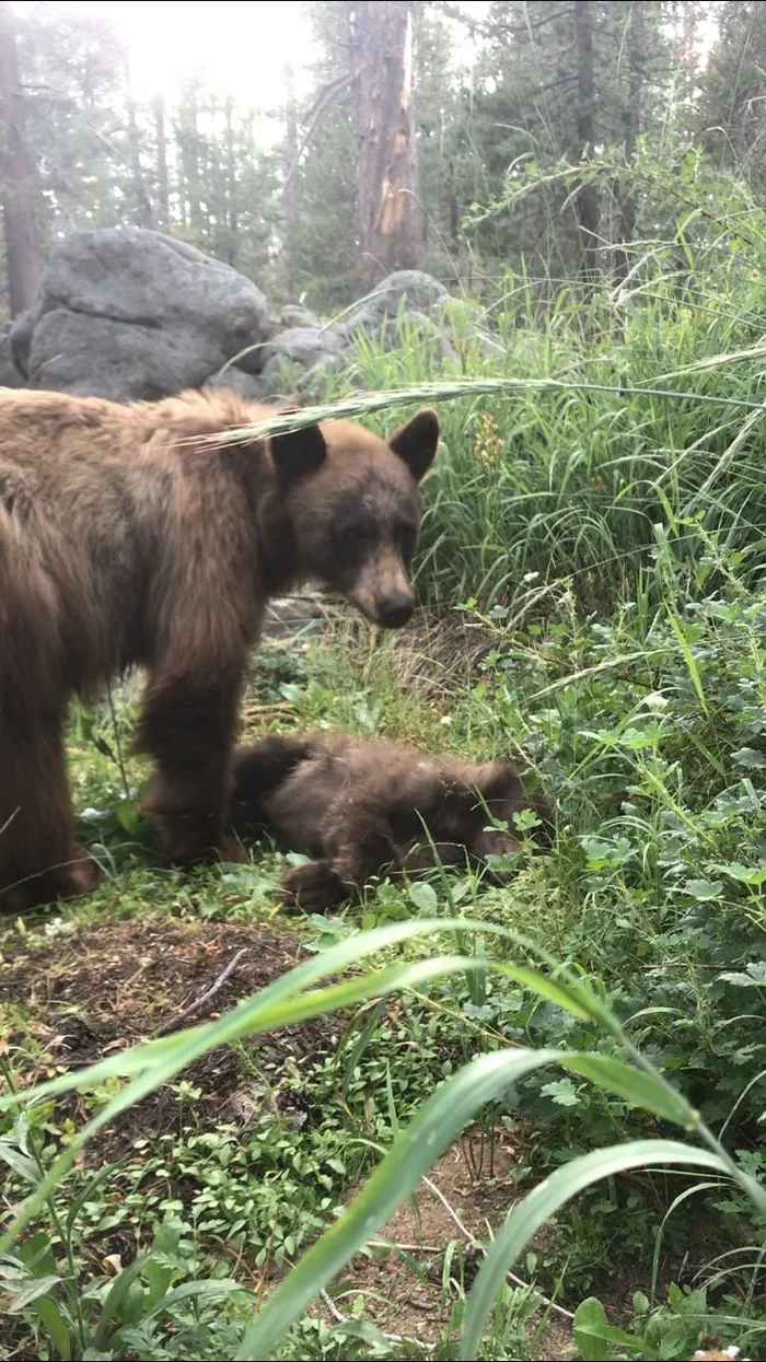 Mother bear mourns for her cub who died under the wheels of a car - The Bears, Teddy bears, Wild animals, Road accident, Death, Negative, Yosemite Park, National park, , USA, California, The national geographic, Longpost