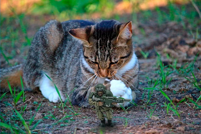 Picnic on the world of death - My, Wh humor, Warhammer 40k, cat, Imperial guard, Astra Militarum, Photoshop, Fotozhaba, Wh miniatures