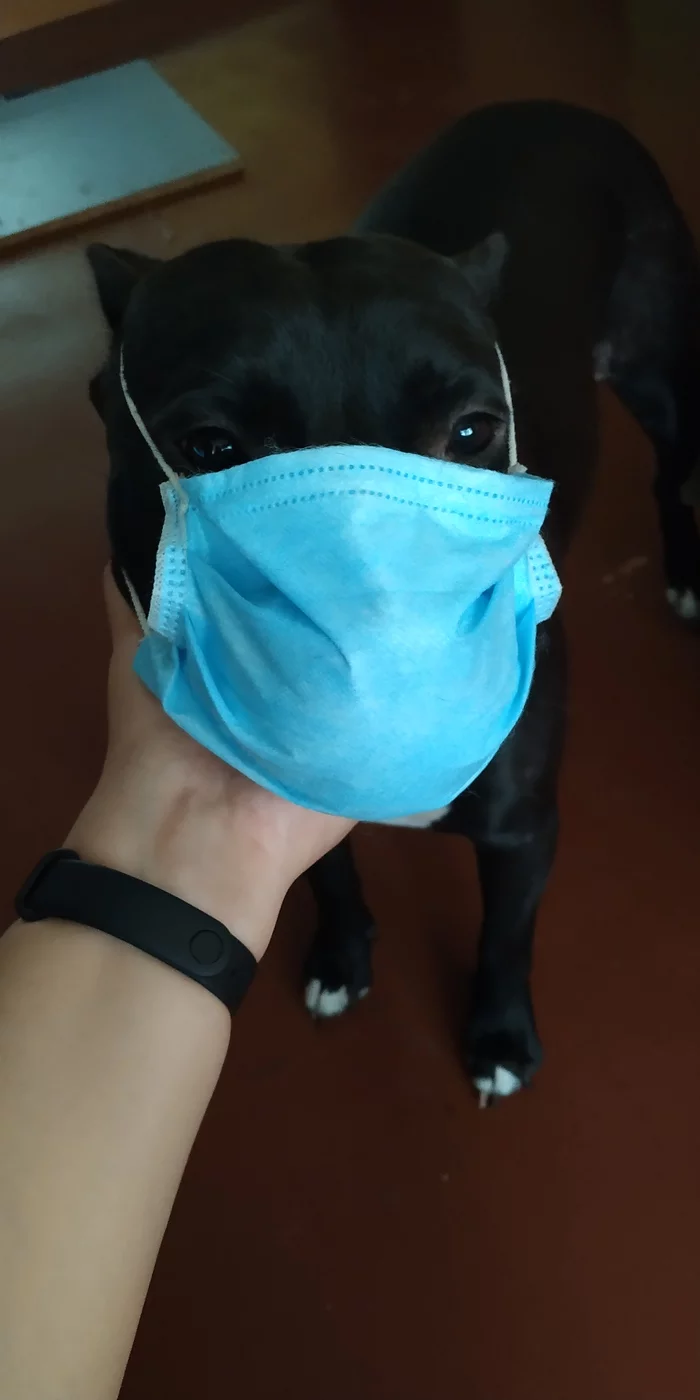 Reply to the post How to wear a mask - Mask, Mask mode, Dog, Amstaff, Reply to post