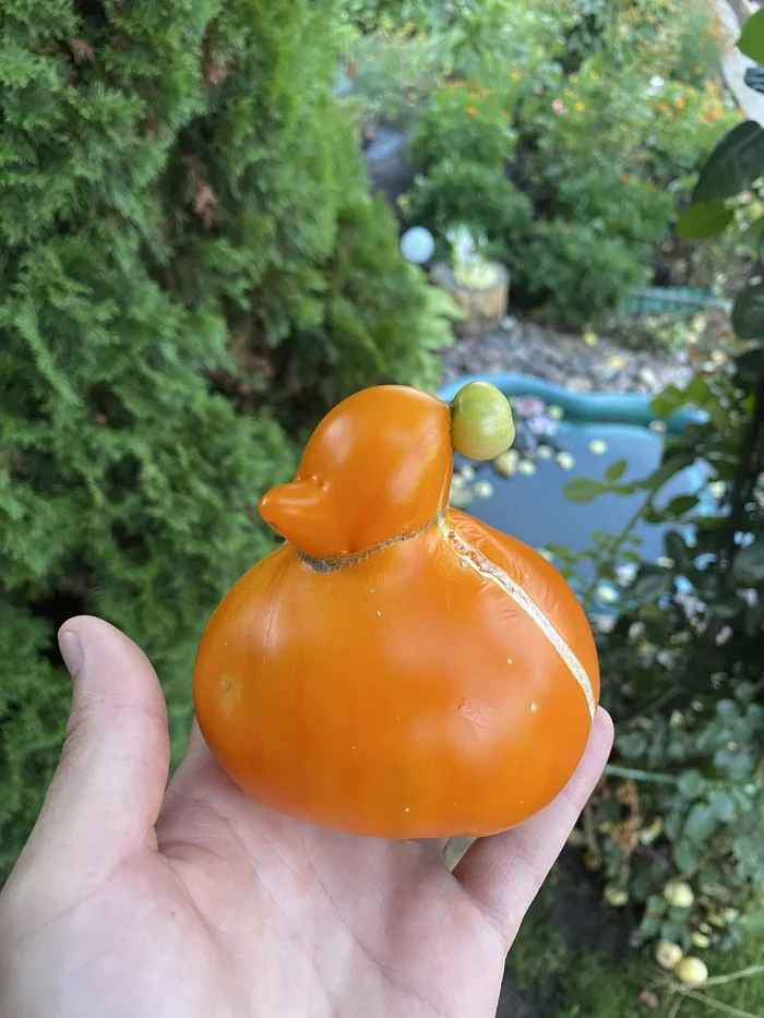 Quack - My, Ducklings, Tomatoes, Pareidolia