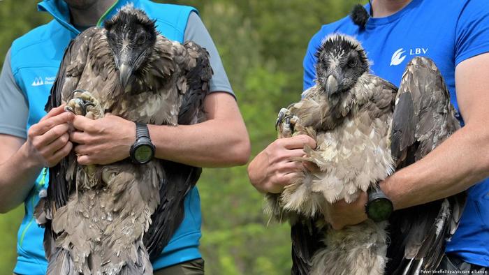 Lamb hawks are re-establishing themselves in the Bavarian Alps. - Hawk, Predator birds, Animal protection, Animal Rescue, Alps, Germany, Bavaria, Wild animals, , wildlife, The mountains, Animal defenders, Longpost