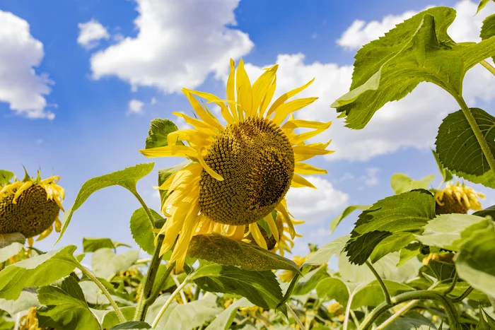 Sunflower - My, Sunflower, Summer, Краснодарский Край, Sky, The photo