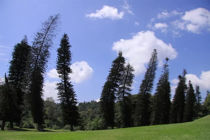 Загадочные деревья Кука. В чем их феномен? Природа, Дерево, Яндекс Дзен, Длиннопост Загадочные деревья Кука. В чем их феномен? Природа, Дерево, Яндекс Дзен, Длиннопост