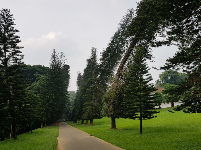 Загадочные деревья Кука. В чем их феномен? Природа, Дерево, Яндекс Дзен, Длиннопост Загадочные деревья Кука. В чем их феномен? Природа, Дерево, Яндекс Дзен, Длиннопост