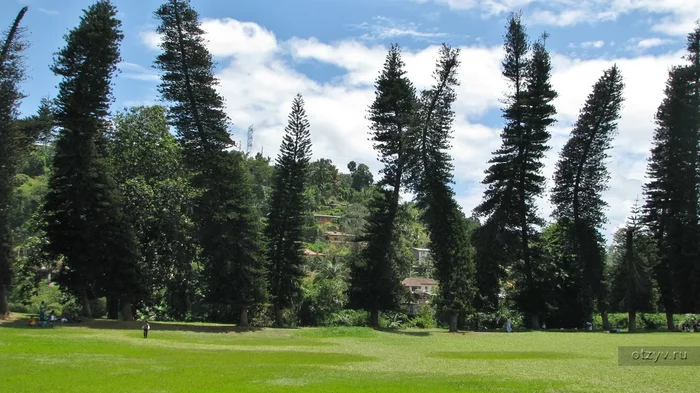 Загадочные деревья Кука. В чем их феномен? Природа, Дерево, Яндекс Дзен, Длиннопост Загадочные деревья Кука. В чем их феномен? Природа, Дерево, Яндекс Дзен, Длиннопост