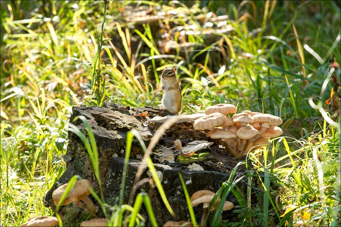 Chipmunk - My, The photo, Wild animals, Chipmunk, Rodents