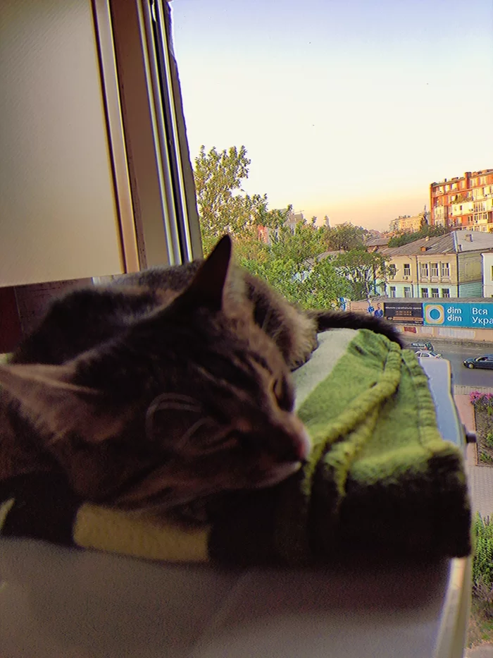 Update by apartment - My, cat, Apartment, Longpost