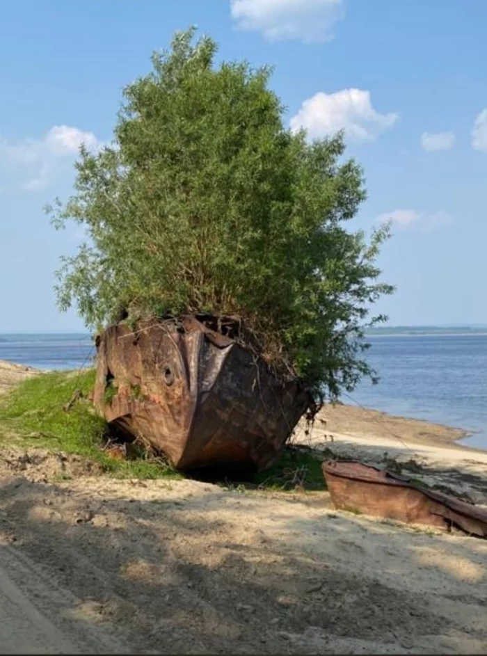 Traces of a bygone civilization - My, Ship, Tree