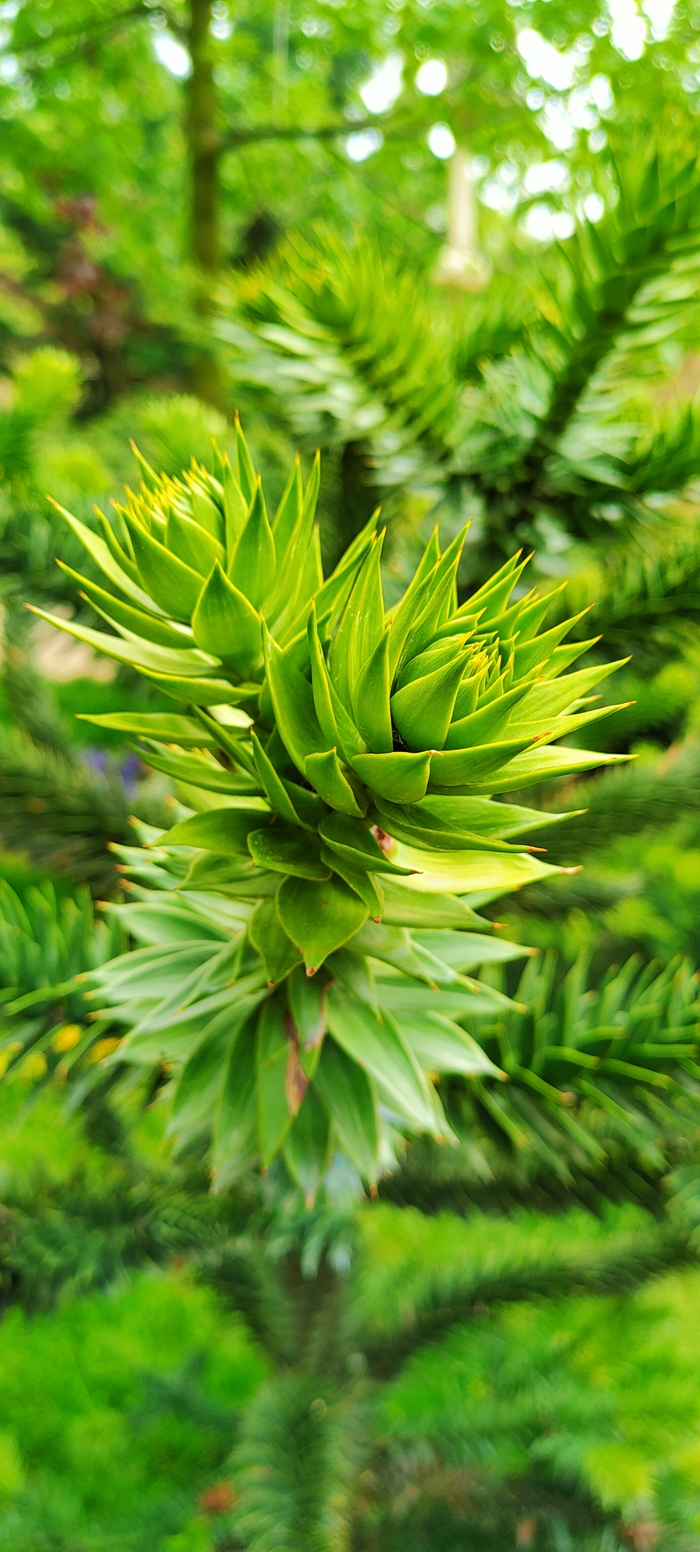 ��������� ���������