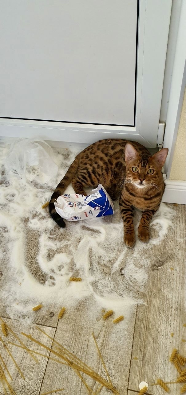 Why You Shouldn't Leave Your Bengal Alone - My, Bengal cat, cat, Pets