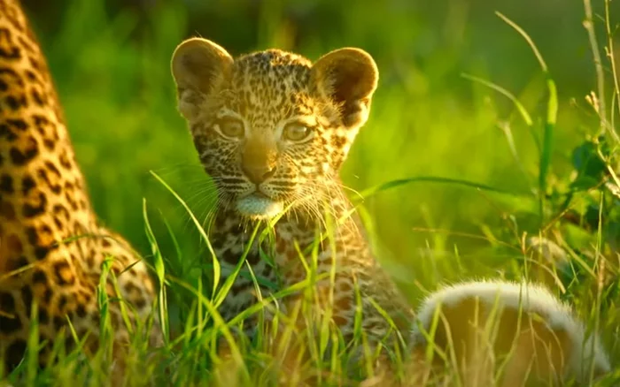 Buffalo rescues leopard cubs from spotted hyena - Leopard, Hyena, Buffalo, Kittens, Big cats, Cat family, Predator, Spotted Hyena, , Wild animals, African buffalo, wildlife, Serengeti, National park, Tanzania, Africa, The national geographic, Animals, Danger, Video, Longpost