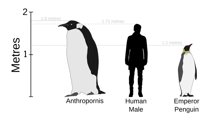 Пингвины, белые медведи и северные олени: почему холодолюбивые животные не вымирают от потепления? Глобальное потепление, Белый медведь, Животные, Нерпа, Олени, Пингвины, Северные олени, Длиннопост