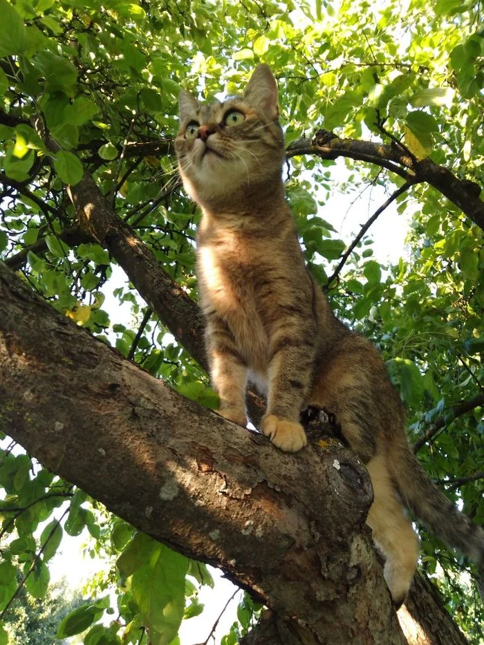 Скандинавская богиня - Фрейя - Моё, Кот, Лето, Фотография