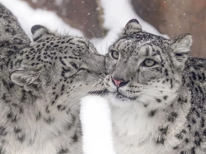 snow love) - Snow Leopard, Big cats, Cat family, Milota, Winter