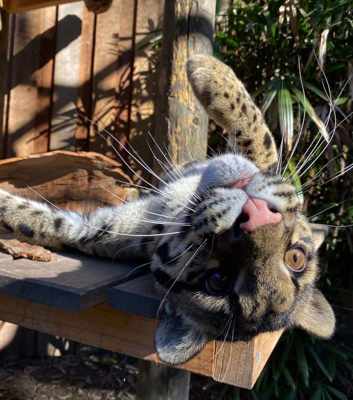 Good morning) - Clouded leopard, Big cats, Cat family, Wild animals, Milota, Animal protection, Australia, Reserves and sanctuaries, , The photo, Wild cat center