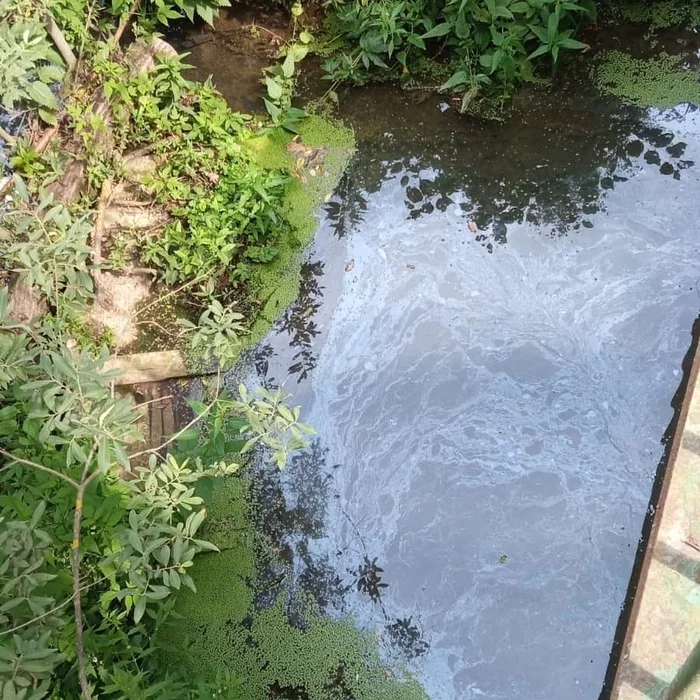 Pollution of the Makhra River at the Sofrinogo Pushkinskiy settlement, 35 km from Moscow, continues - My, Ecological catastrophy, Negative, River, Подмосковье, Sofrino, Pushkino, Vodokanal, Cnd, , Environmental pollution, Longpost