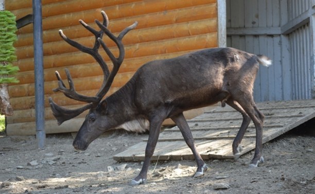 Reindeer from the Sakhalin Zoo sawed off 20-kilogram antlers - Deer, Wild animals, Zoo, Sakhalin, Horns, Interesting, Vet, Longpost