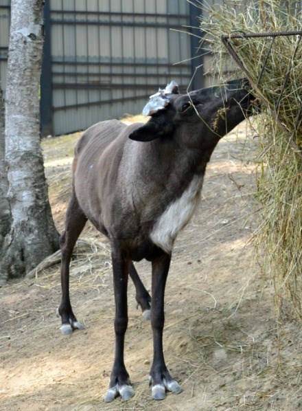 Reindeer from the Sakhalin Zoo sawed off 20-kilogram antlers - Deer, Wild animals, Zoo, Sakhalin, Horns, Interesting, Vet, Longpost