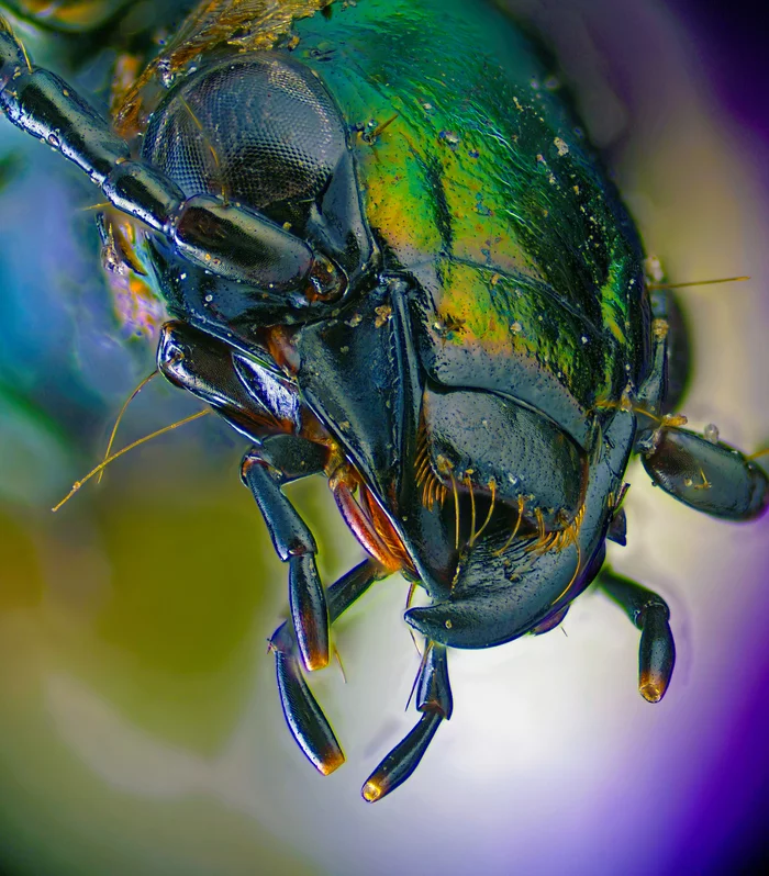 Beetle under the microscope - My, Microfilming, Жуки, , Insects, Microscope