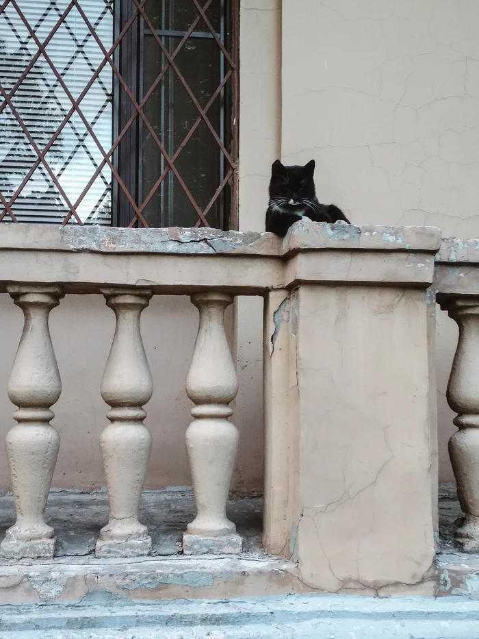 Когда ты знаешь, что неотразим - Моё, Кот, Санкт-Петербург, Мобильная фотография, Длиннопост