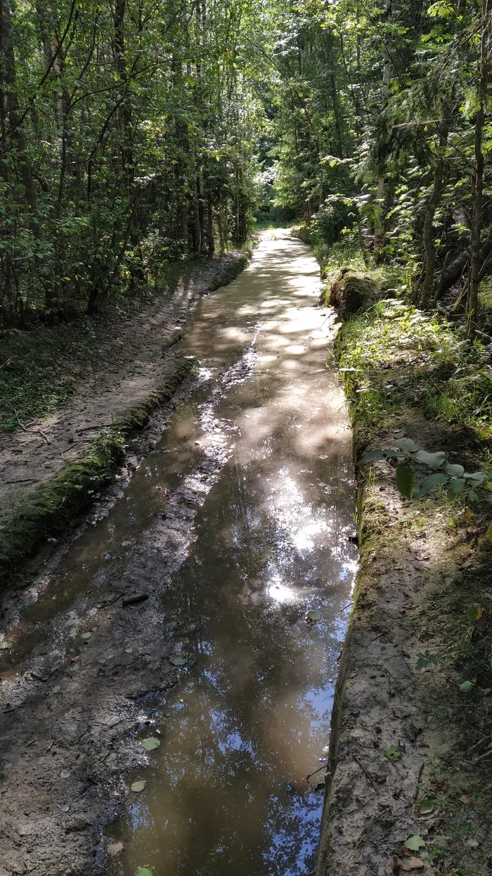 And why don't they like quad bikes? - My, Leningrad region, ATV, Forest, Russian roads, Bad roads, Grounding, Path, Longpost