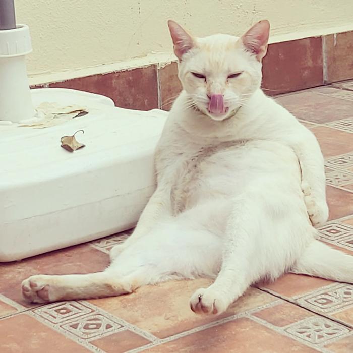     ... , , ,  , 
