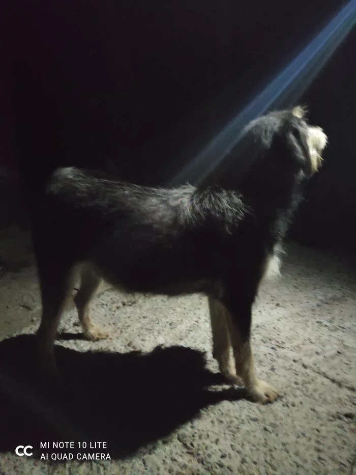 pregnant dog - The photo, Ray, Dog, Pregnancy, My