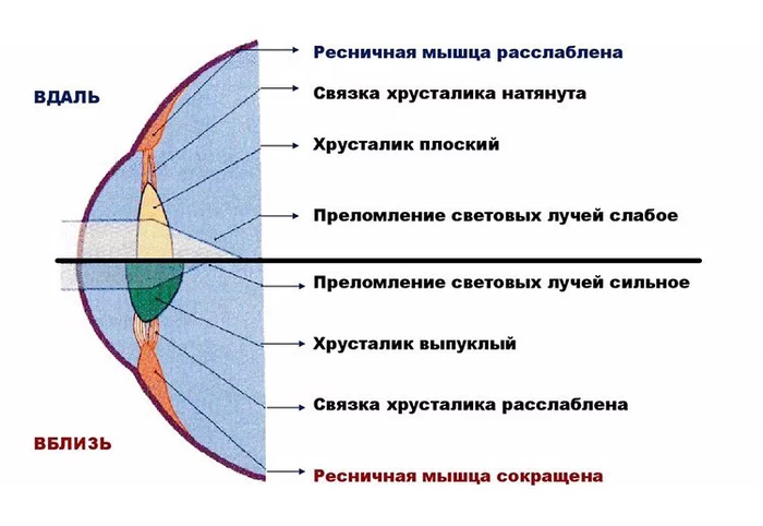 ACCOMMODATION. START (PART 1) - My, The medicine, Ophthalmology, The science, Opening, Surgeon, Presentation, Top, Information, , Health, Longpost, Text, Doctors