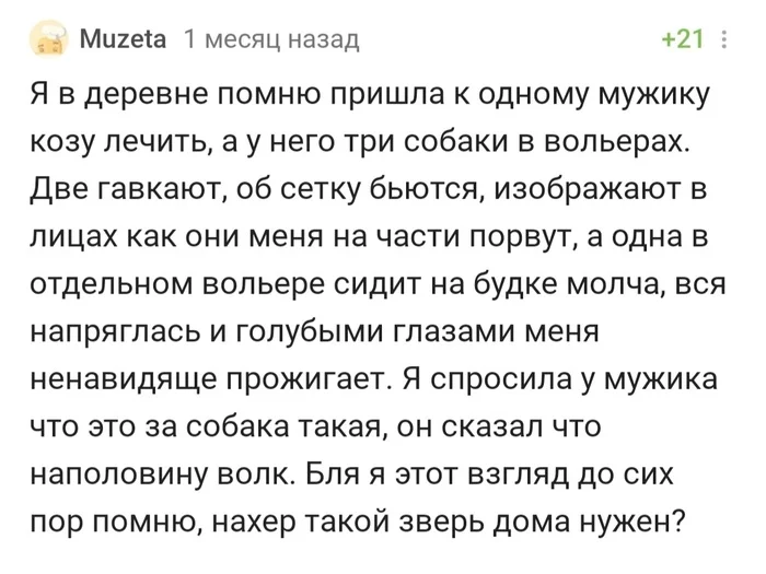 Зацепили меня голубые глаза... (с) - Истории из жизни, Волкособ, Взгляд, Фотография, Собака, Комментарии на Пикабу, Скриншот, Длиннопост