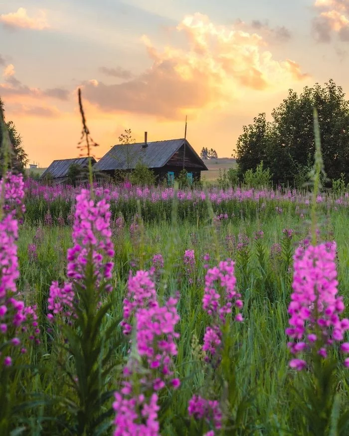 In the morning in the thickets of willow-tea - Perm Territory, Krasnovishersky District, Blooming Sally, Kyprey, House in the village, Morning, Summer, The nature of Russia, , Travel across Russia, The photo, Wooden house