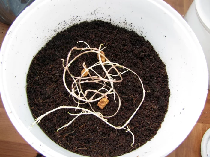 My potato stock :D - My, Potato, Vegetable garden on the windowsill, Longpost