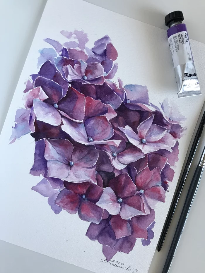 Hydrangea - My, Watercolor, Painting, Hydrangeas, Flowers