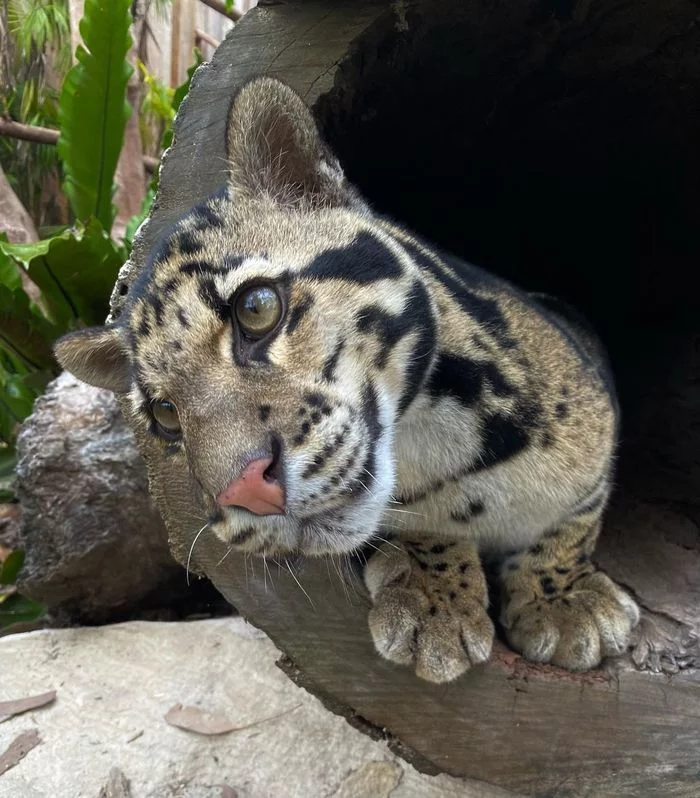 Can you pet a cat? - Clouded leopard, Big cats, Cat family, Wild animals, Milota, Animal protection, Australia, Reserves and sanctuaries, , Wild cat center