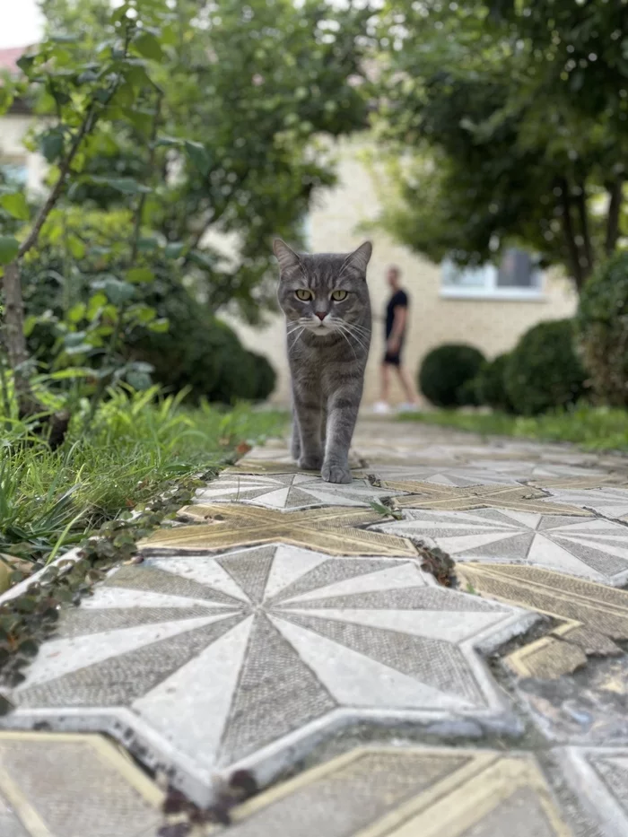 Kuzma - My, cat, Animals, Longpost