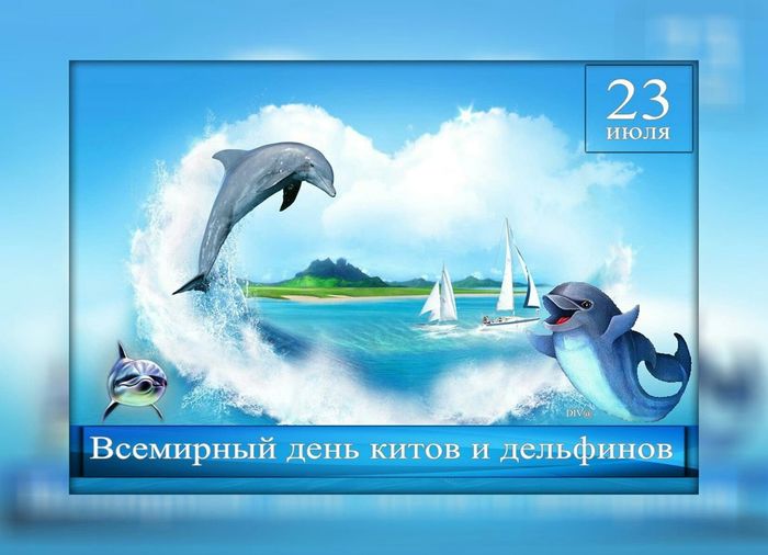 World Whale and Dolphin Day - Whale, Dolphin, Mammals, Wild animals, Interesting, date, Animal protection, Longpost
