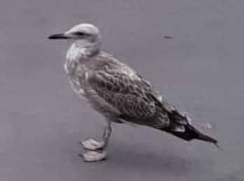 What is this bird? - My, What's this?, What kind of bird?, Nizhny Novgorod