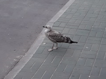 What is this bird? - My, What's this?, What kind of bird?, Nizhny Novgorod