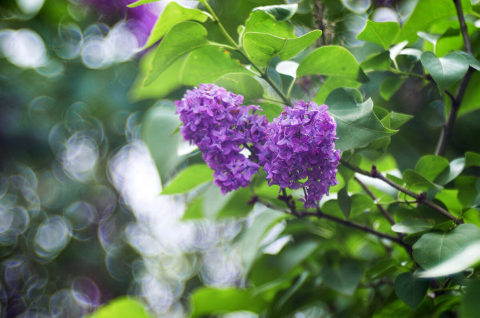 -5 2.8/100.       , ,  , Nikon, , 