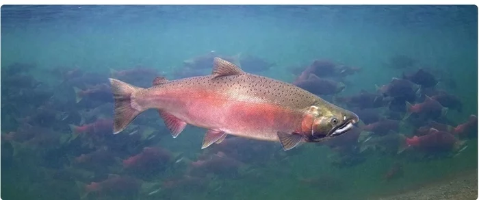 The Kamchatka salmon grown on the money of the Russian budget sailed to Alaska - IA Panorama, Humor, Salmon, Text