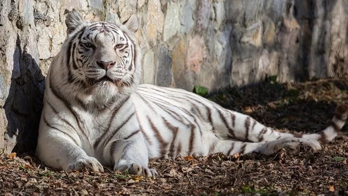 Zaya from the Novosibirsk Zoo is 16 years old! - Tiger, Bengal tiger, White tiger, Novosibirsk Zoo, Birthday, Sixteen years, Vesti ru, Exotic animals, , Big cats, Cat family, Predator, Wild animals, Zoo, Animals