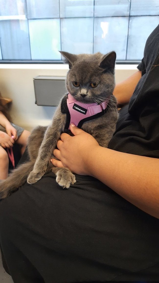 ����������� ��������